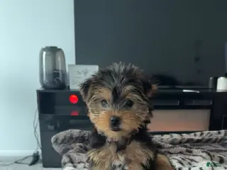 Yorkshire Terrier dogs Yorkshire Terrier Puppy 1 - Ad 37