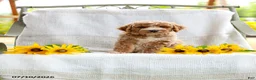 Mini Goldendoodle dogs for sale: Jessie - Ad 4