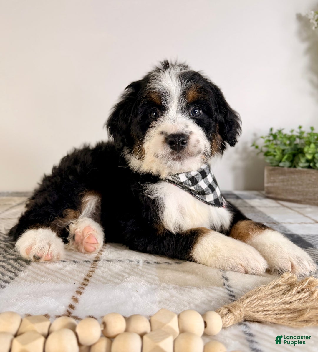 Bernedoodle dogs for sale: Bernard - Ad 4