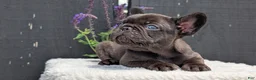 French Bulldog dogs for sale: Zeus - Ad 4