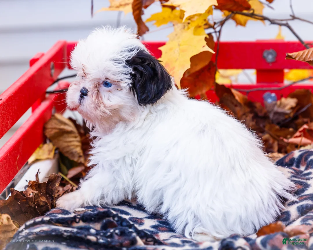 Shih Tzu dogs for sale: Lanetta - Ad 15