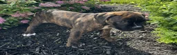 Boxer dogs for sale: Roxie - Ad 3