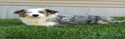 Australian Shepherd dogs for sale: Misty - Ad 6