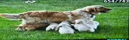 Golden Retriever dogs for sale: Rugar, Golden Retriever 5 - Ad 2