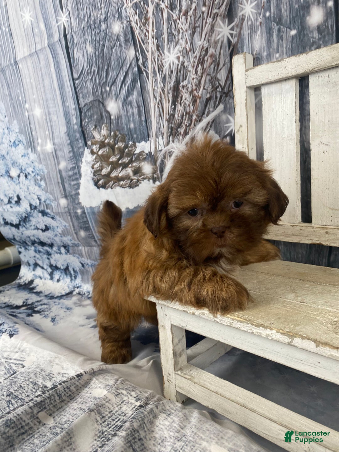 Shih Tzu dogs for sale: Pippin - Ad 8