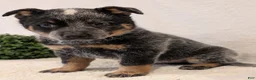 Australian Cattle Dog dogs for sale: Sparky  - Ad 4
