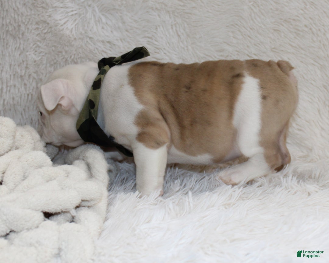 English Bulldog dogs for sale: Patrick - Ad 10