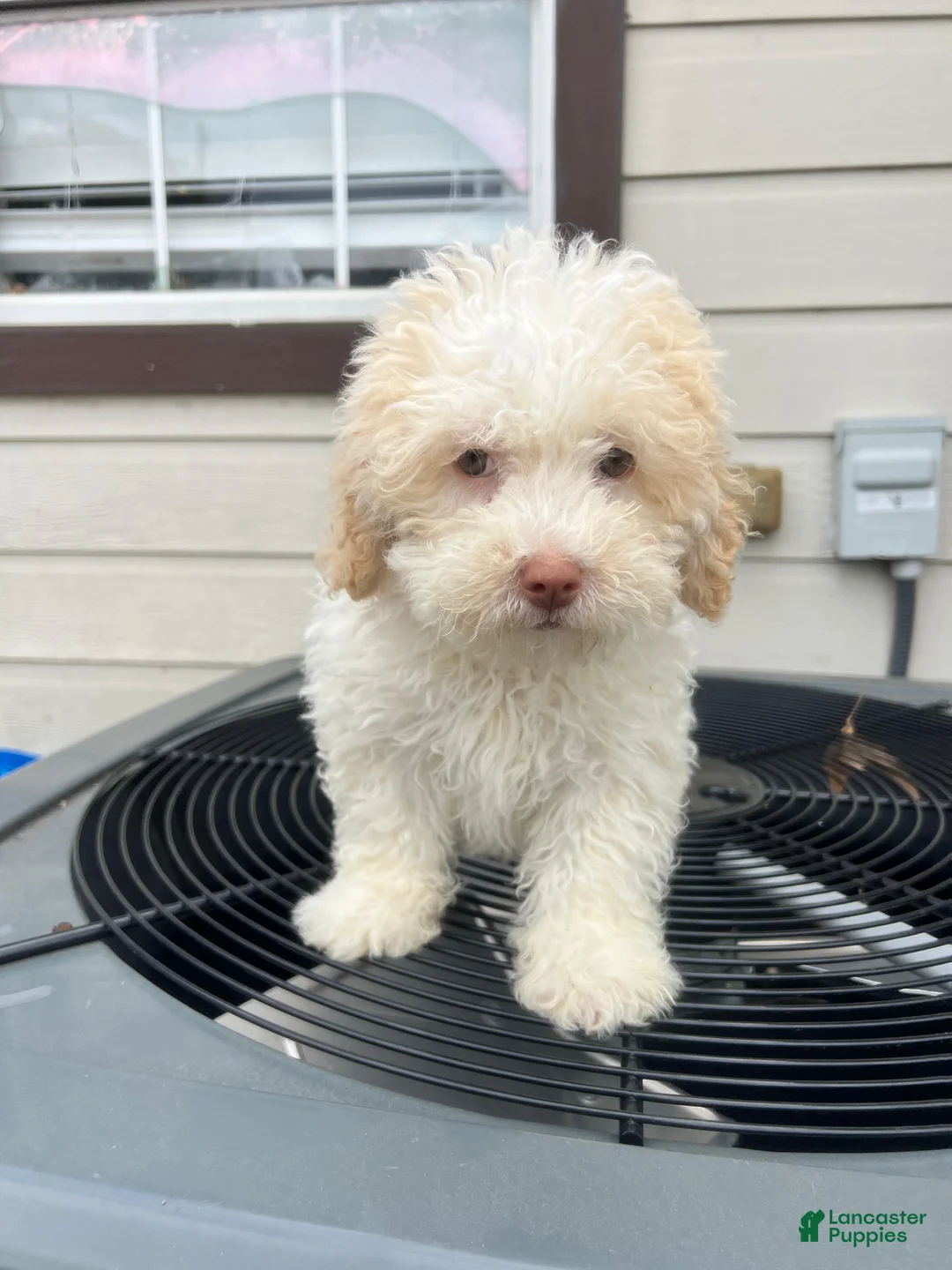 Maltipoo dogs for sale: Maltipoo Puppy 1 - Ad 2