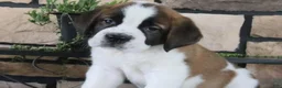 Saint Bernard dogs for sale: Mandy - Ad 2