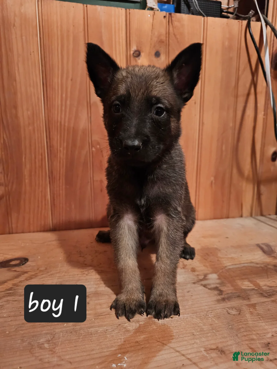 Belgian Malinois dogs for sale: Belgian Malinois Puppy 1 - Ad 5