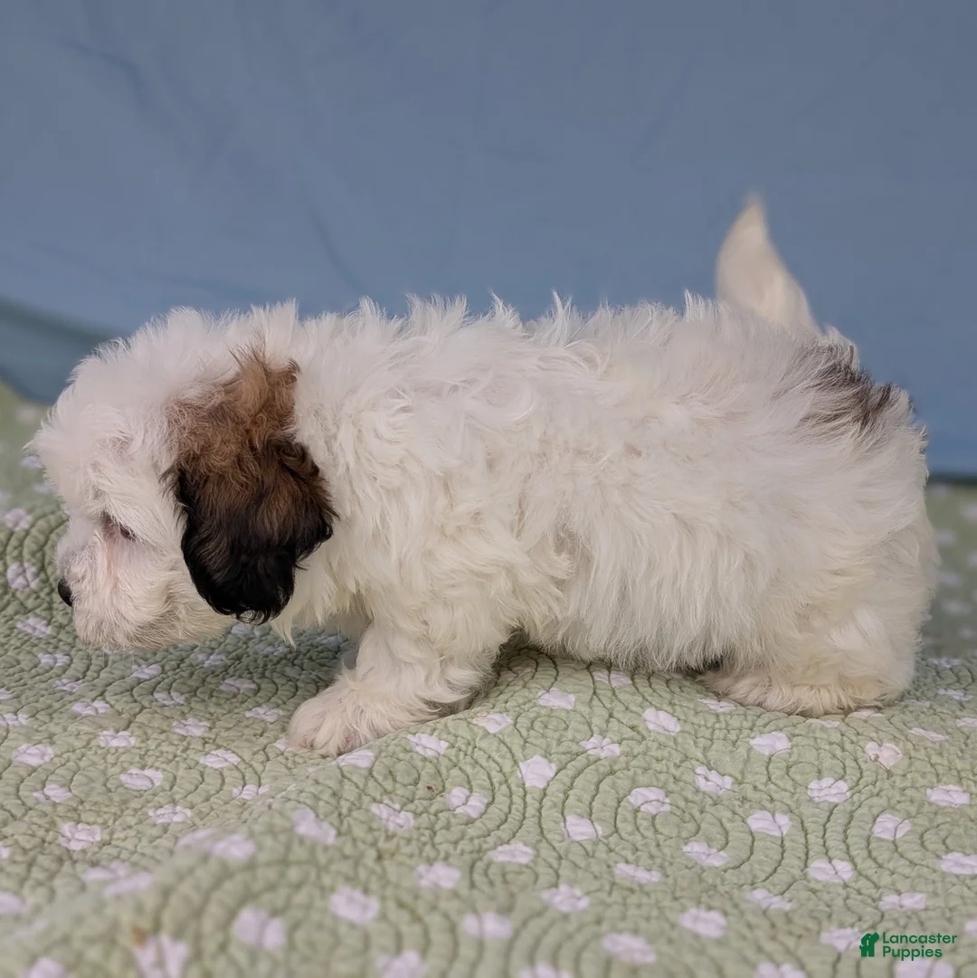 Teddy Bear dogs for sale: Murder Marshmallow - Ad 10