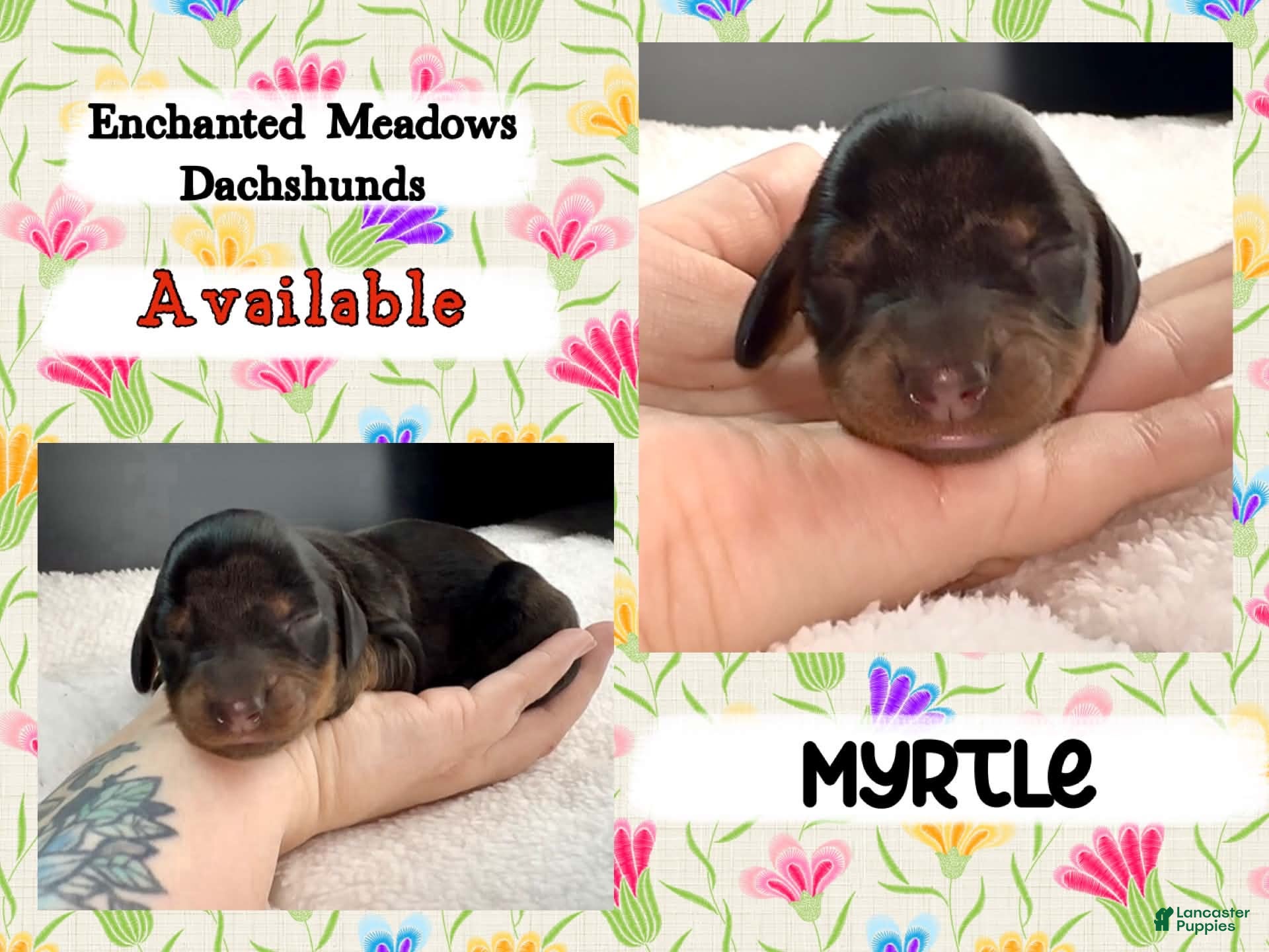 Miniature Dachshund dogs Myrtle - Ad 8