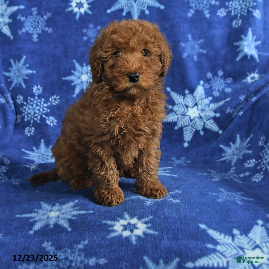 Mini Goldendoodle dogs Elvis - Ad 34