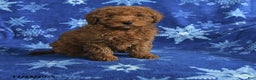 Mini Goldendoodle dogs for sale: Elvis - Ad 1