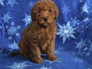 Mini Goldendoodle dogs Elvis - Ad 34