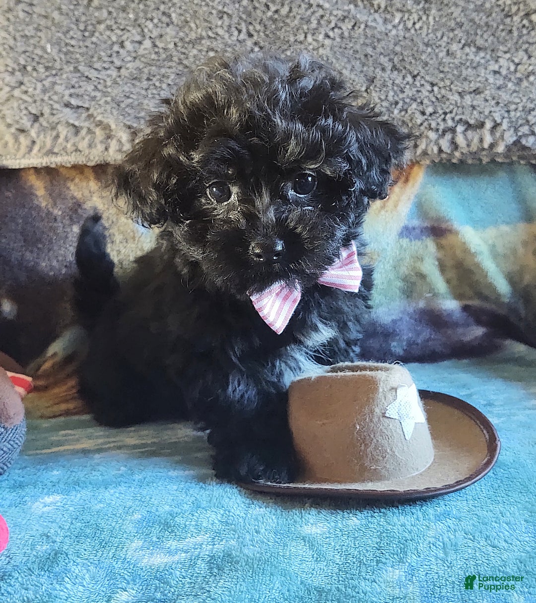 Maltipoo dogs for sale: Archie - Ad 3