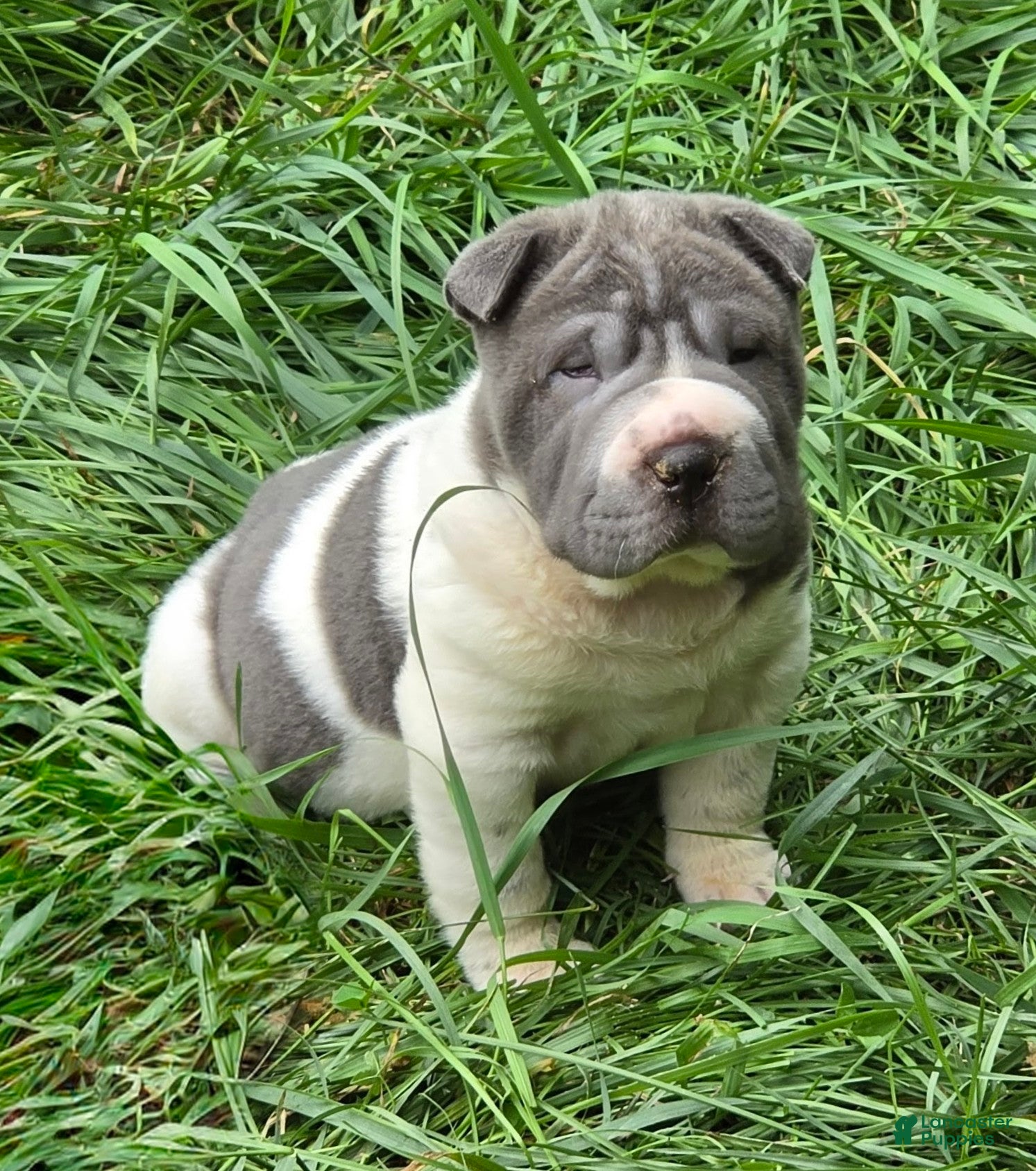 Shar Pei dogs Travis Blue flower brush coat mini - Ad 2
