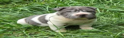 Shar Pei dogs for sale: Travis Blue flower brush coat mini - Ad 2