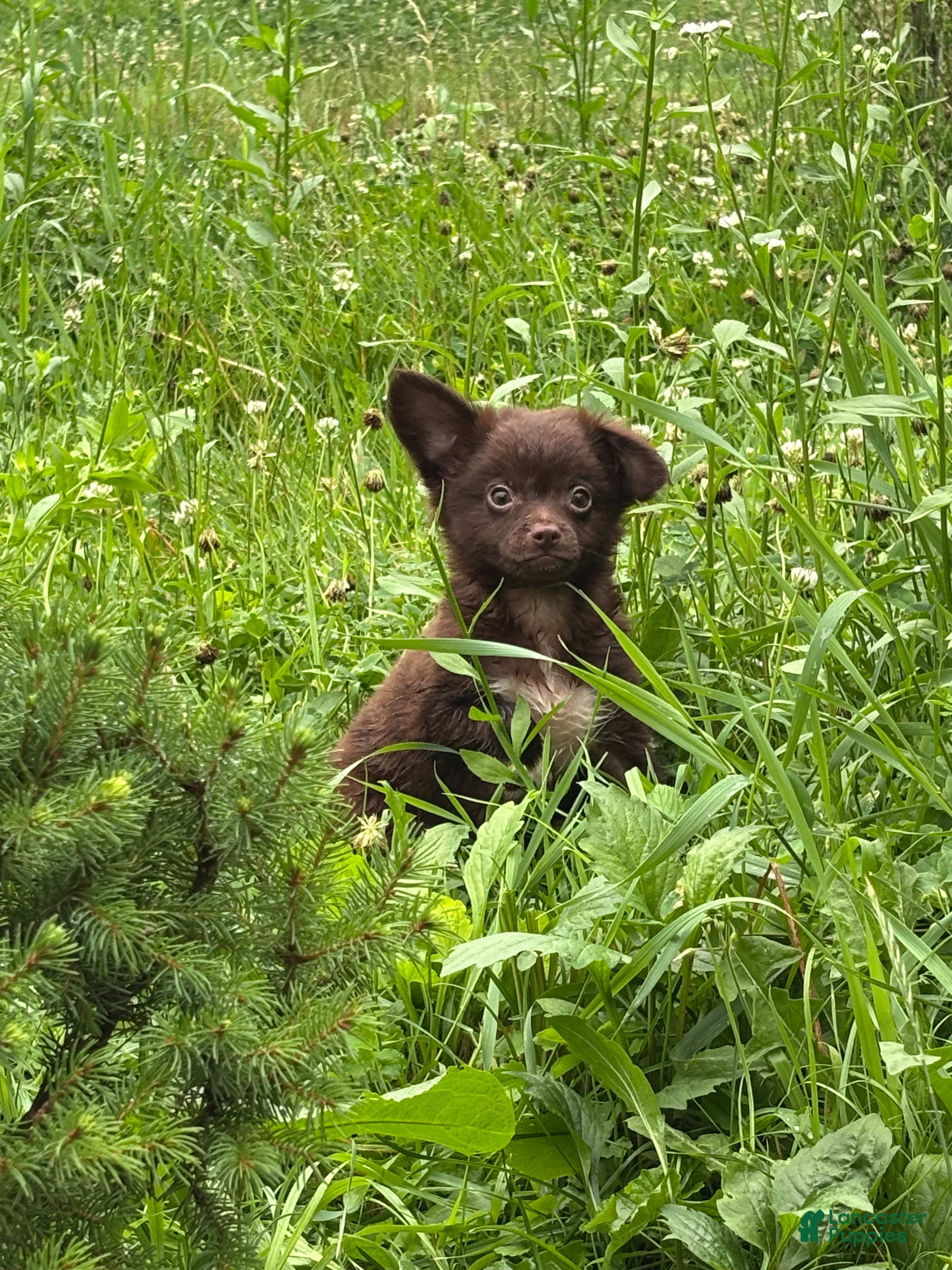 Chihuahua dogs Picnic - Ad 1