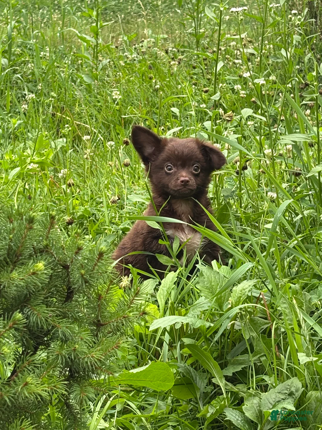 Chihuahua dogs for sale: Picnic - Ad 1