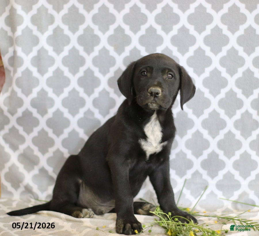 Mixed Breed dogs Rufus - Ad 1