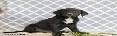 Rufus