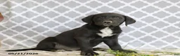 Mixed Breed dogs for sale: Rufus - Ad 1