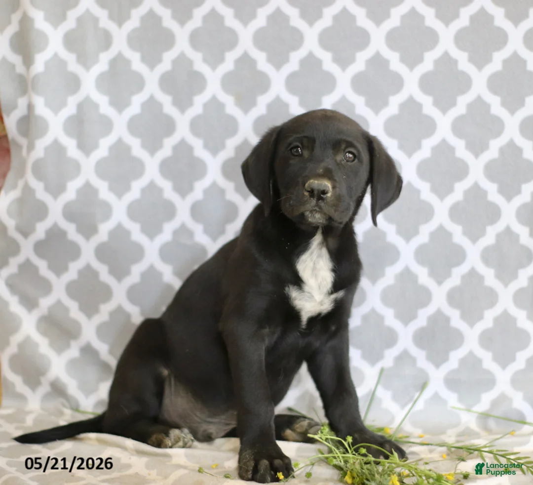 Mixed Breed dogs for sale: Rufus - Ad 1