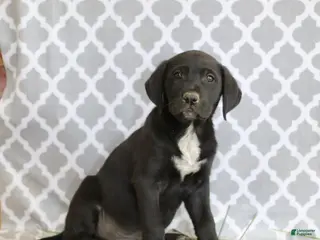 Mixed Breed dogs for sale: Rufus - Ad 3
