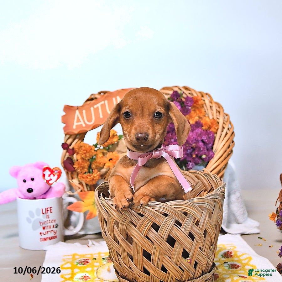 Dachshund dogs Mattie - Ad 1