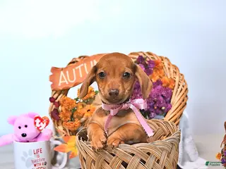 Dachshund dogs Mattie - Ad 1