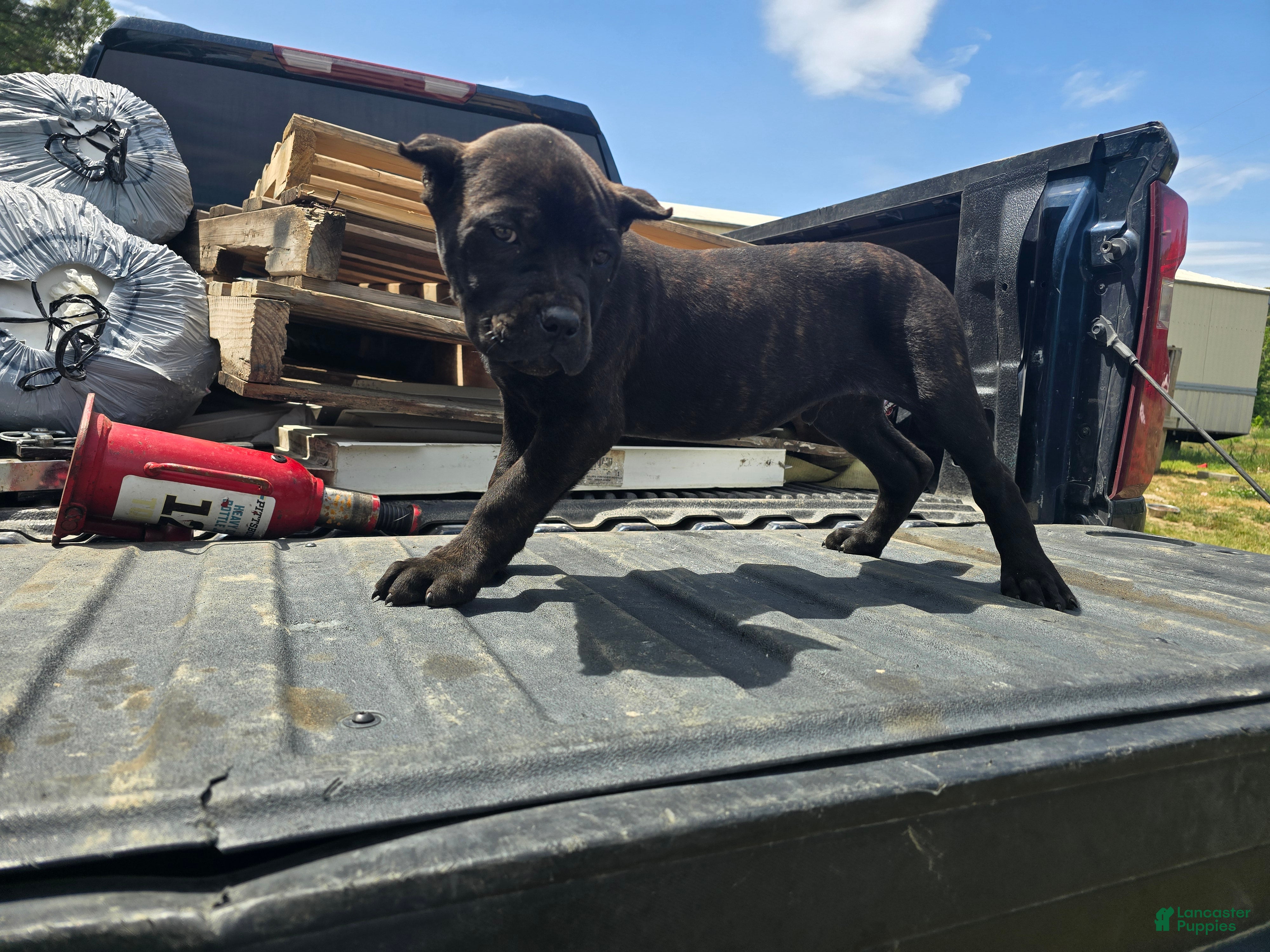 Cane Corso dogs Orange - Ad 6