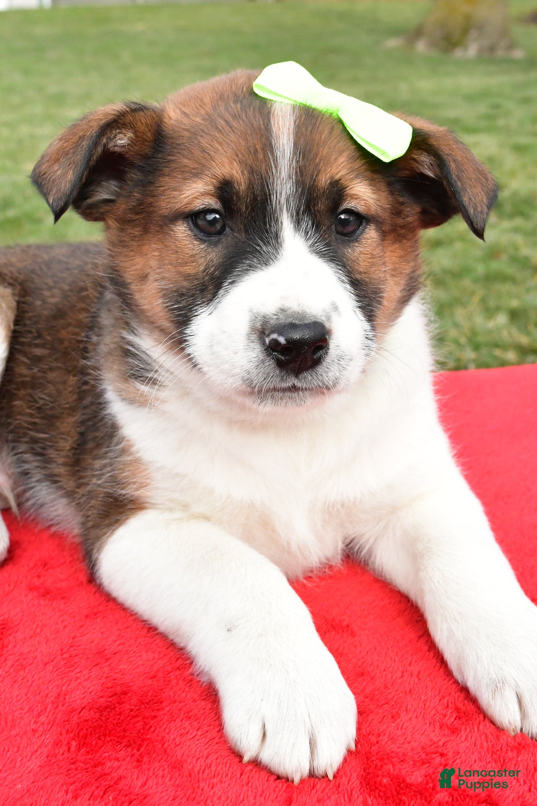 Mixed Breed dogs for sale: Marshall - Ad 2