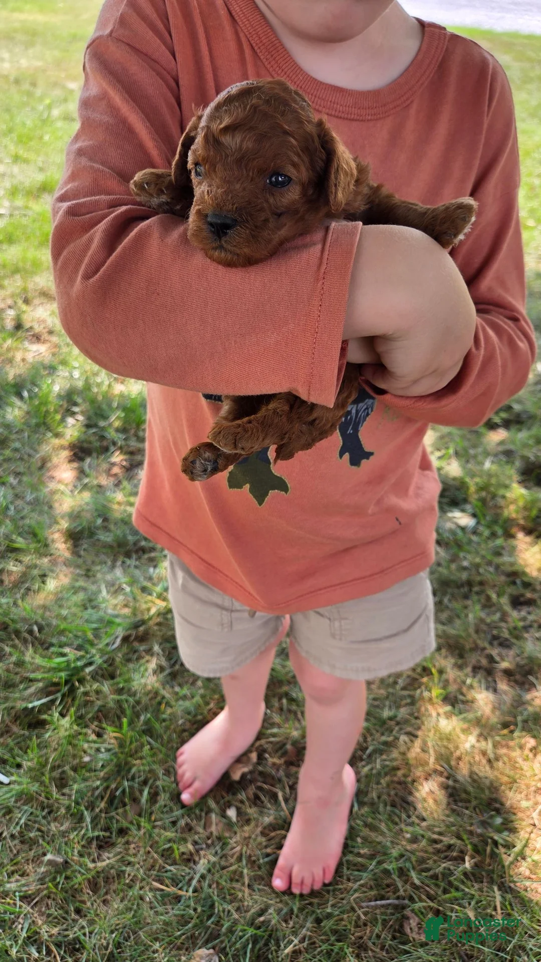 Cavapoo dogs for sale: Fiona - Ad 2
