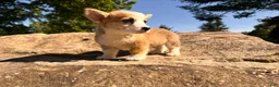 Welsh Corgi Pembroke dogs for sale: Lucy - Ad 7