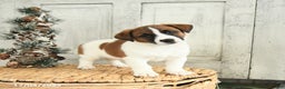 Jack Russell Terrier dogs for sale: Rudolph - Ad 1