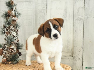Jack Russell Terrier dogs Rudolph - Ad 3