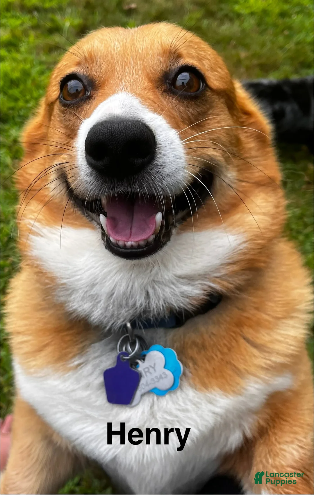 Welsh Corgi Pembroke dogs for sale: Jewel - Ad 4