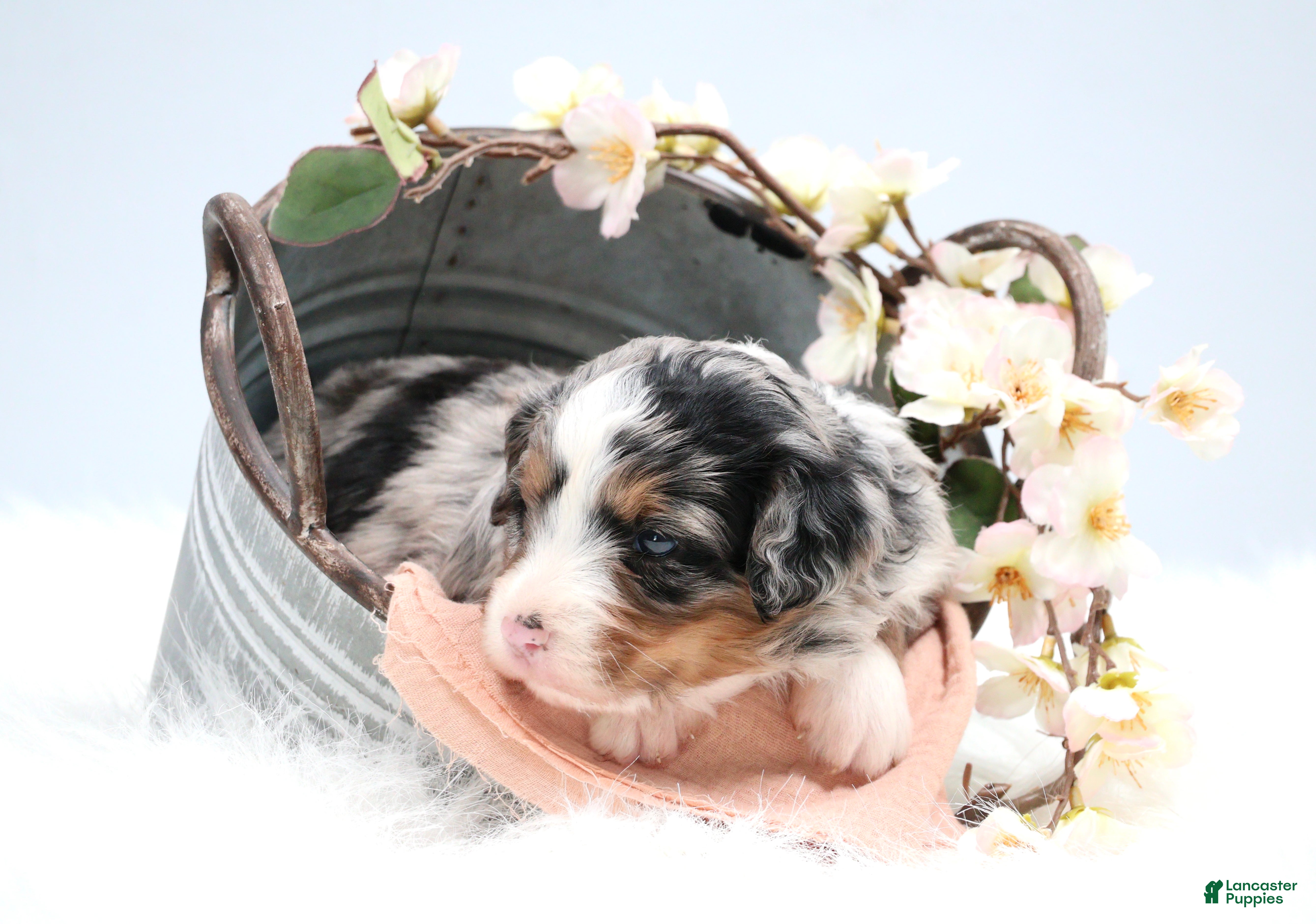 Mini Bernedoodle dogs Callie  - Ad 16
