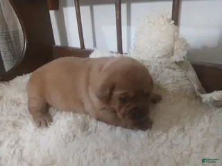 Labrador Retriever dogs Maggie - Ad 11