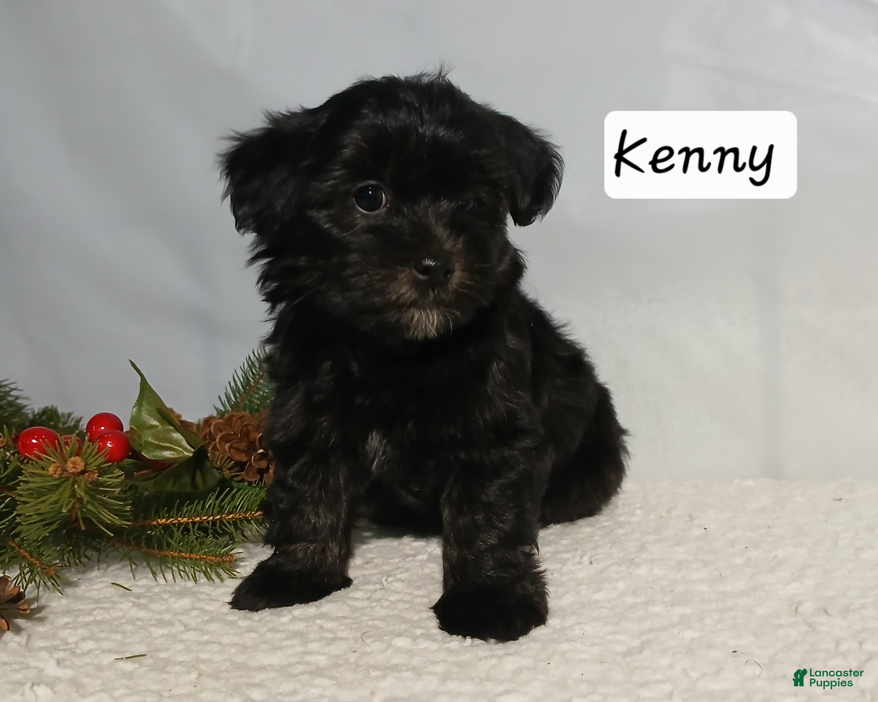 Yorkiepoo dogs Kenny - Ad 38