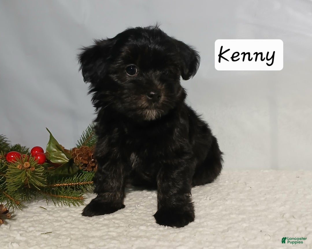 Yorkiepoo dogs for sale: Kenny - Ad 1