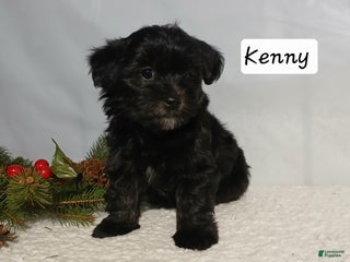 Yorkiepoo dogs Kenny - Ad 38