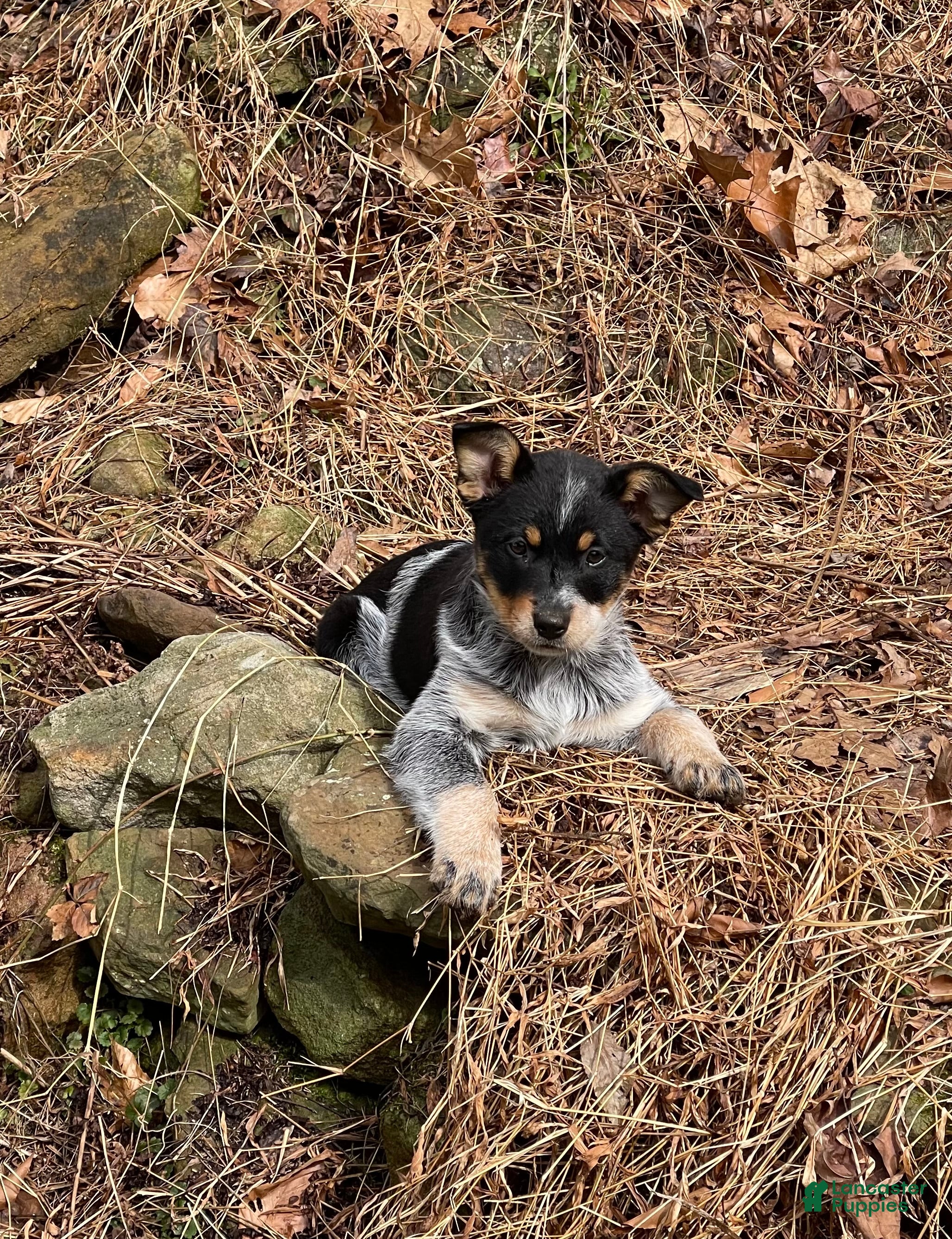 Australian Cattle Dog dogs Jigsaw - Ad 4