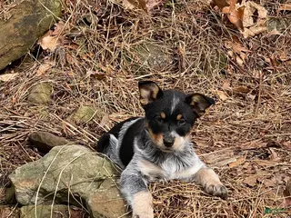 Australian Cattle Dog dogs Jigsaw - Ad 4