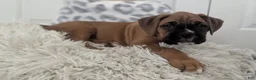 Boxer dogs for sale: Sienna - Ad 7