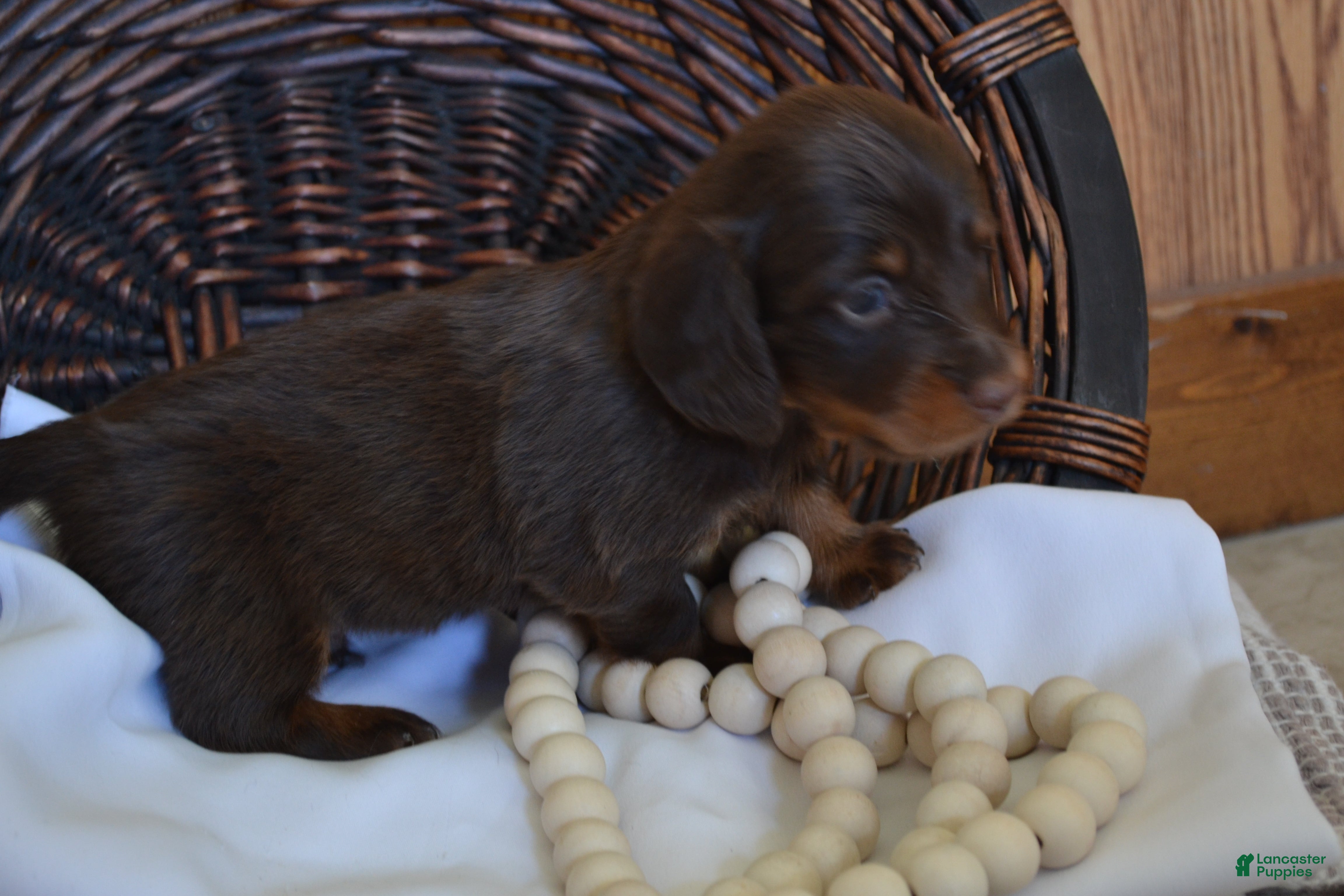 Dachshund dogs Snoopy - Ad 2