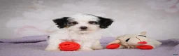 Mini Bernedoodle dogs for sale: Macky - Ad 4