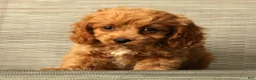 Cockapoo dogs for sale: Milo - Ad 6