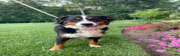 Bernese Mountain Dog dogs for sale: Bernese Mountain Dog Puppy 1 - Ad 1
